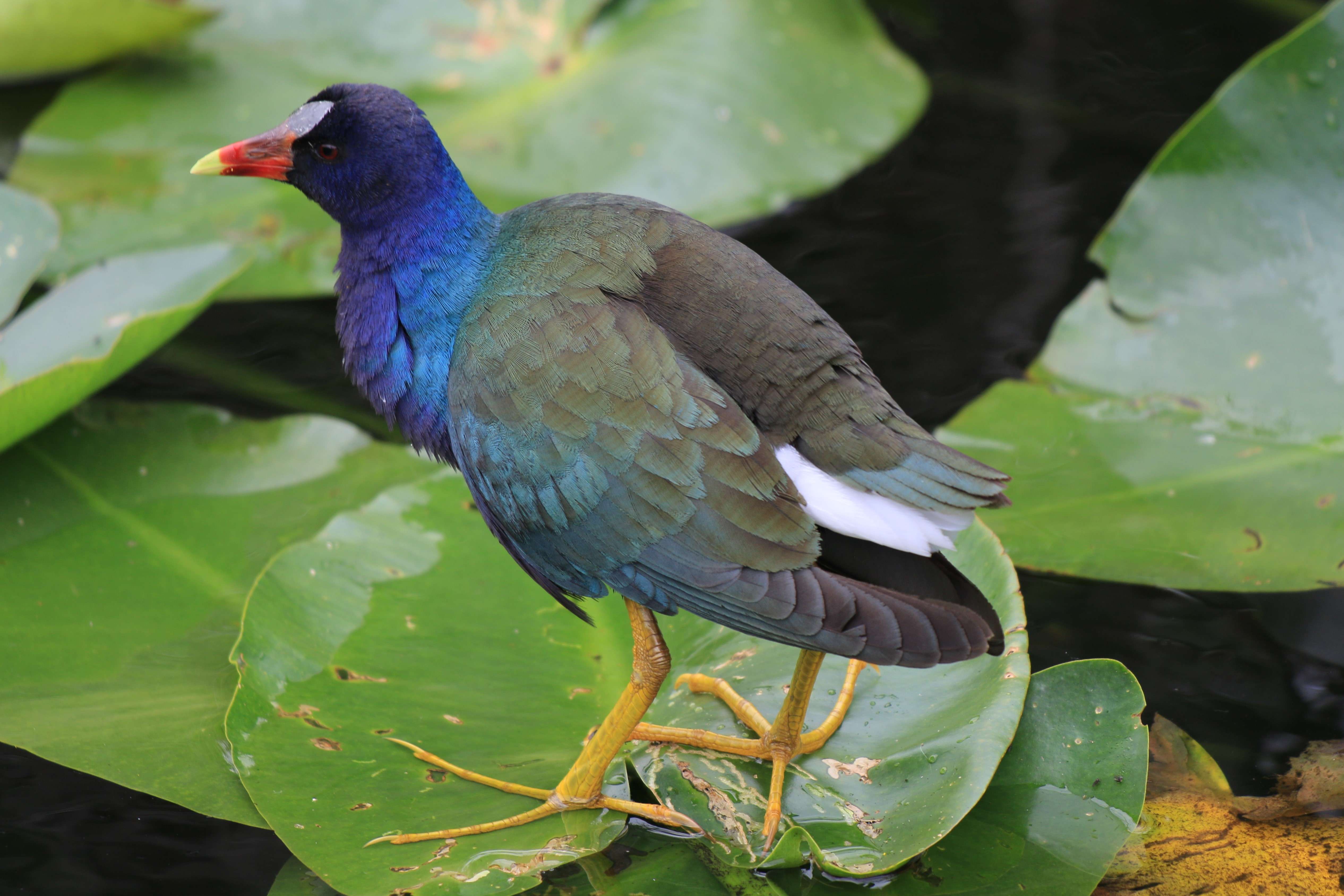 Purple Gallinule